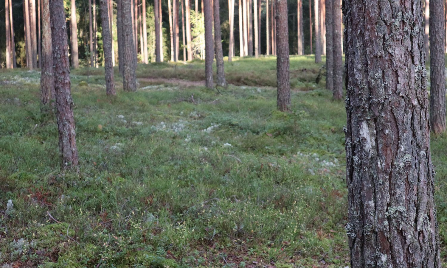 /Files/Images/Baltic_top_trees_1500x900.jpg