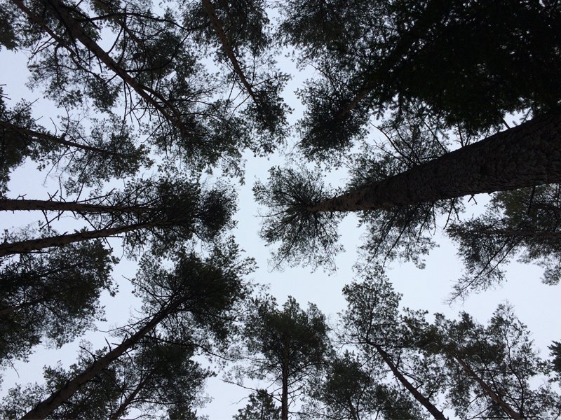 /Files/Images/HD_Forest_forest_Lithuania_800x600.jpg